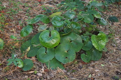 Farfugium japonicum
