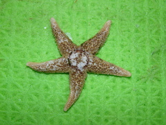 Asterias