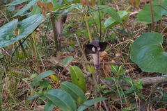 Arisaema thunbergii urashima