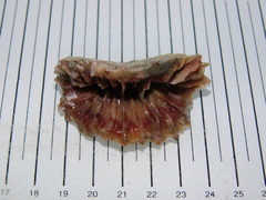 Flabellum alabastrum