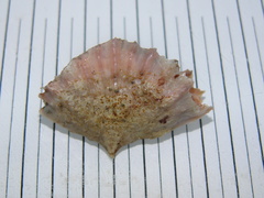 Flabellum alabastrum