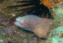 Gymnothorax griseus