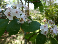 Crataegus marshallii