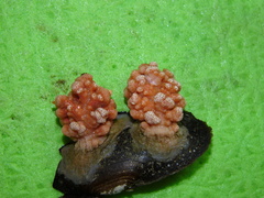 Gersemia rubiformis