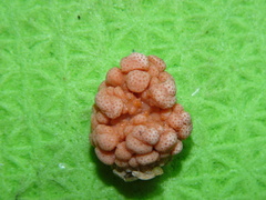 Gersemia rubiformis