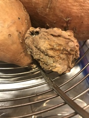 Penicillium chrysogenum