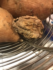 Penicillium chrysogenum