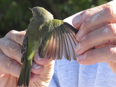 Leiothlypis celata orestera
