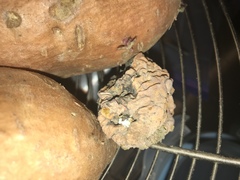 Penicillium chrysogenum