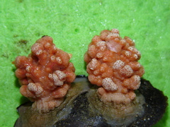 Gersemia rubiformis