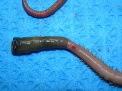 Glyceridae