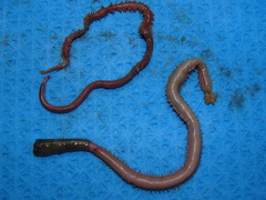 Glyceridae