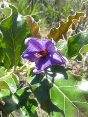 Solanum lycocarpum