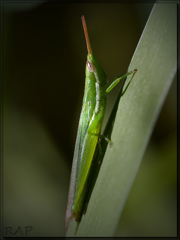 Tucayaca gracilis