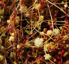 Cuscuta brevistyla
