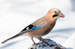Eurasian Jay photo 1