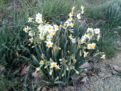 Narcissus tazetta tazetta