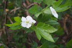 Rubus trifidus