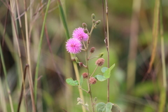 Mimosa albida