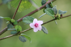 Urena lobata