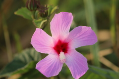 Hibiscus costatus