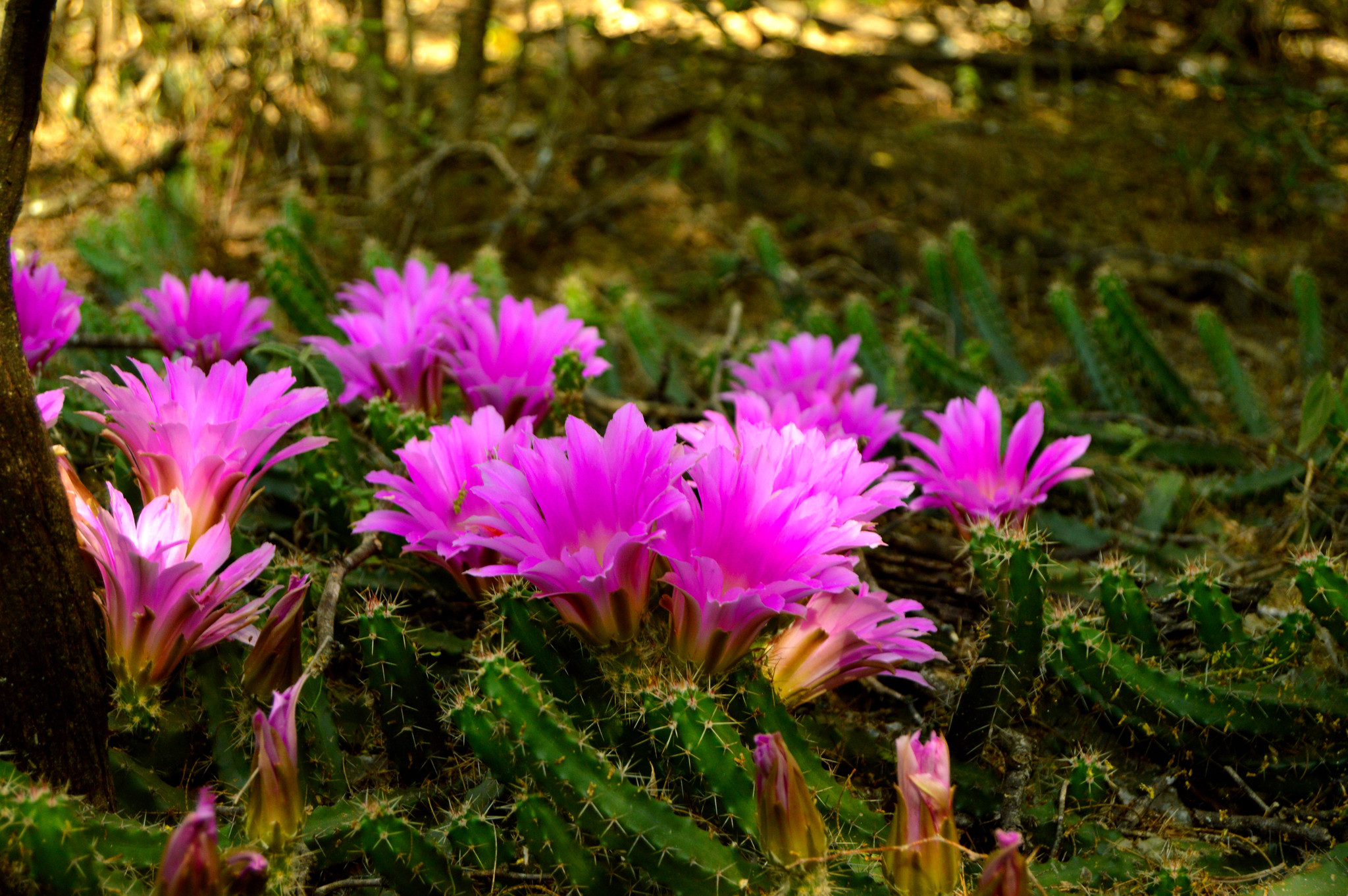Echinocereus pentalophus ssp. pentalophus
