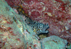 Enchelycore pardalis