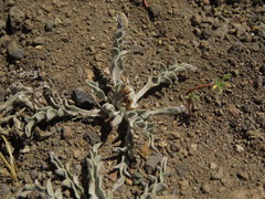 Leucheria candidissima