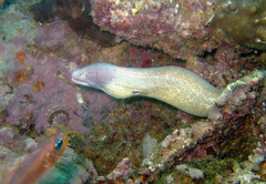 Gymnothorax griseus