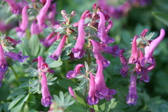 Corydalis solida