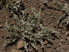 Leucheria candidissima