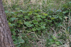 Farfugium japonicum