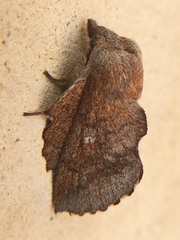 Phyllodesma occidentis