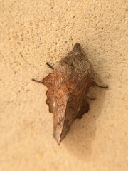 Phyllodesma occidentis