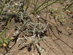 Leucheria candidissima