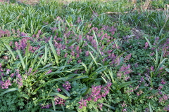 Corydalis solida