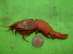 Glyphocrangon longirostris