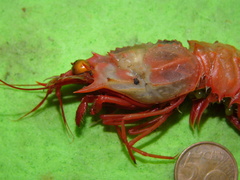 Glyphocrangon longirostris