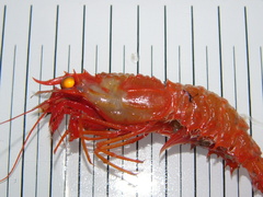 Glyphocrangon longirostris