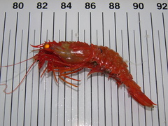 Glyphocrangon longirostris