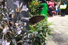 Papilio polytes stichius