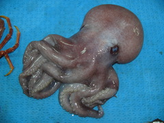 Graneledone verrucosa