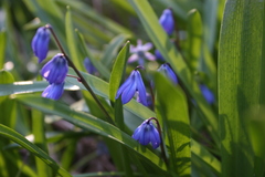 Scilla siberica