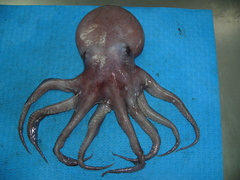 Graneledone verrucosa