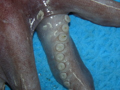 Graneledone verrucosa