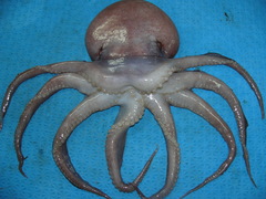 Graneledone verrucosa