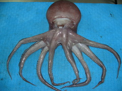 Graneledone verrucosa