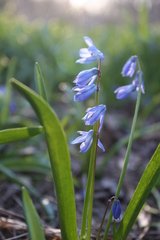 Scilla siberica