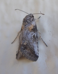 Aleptina