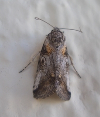 Aleptina